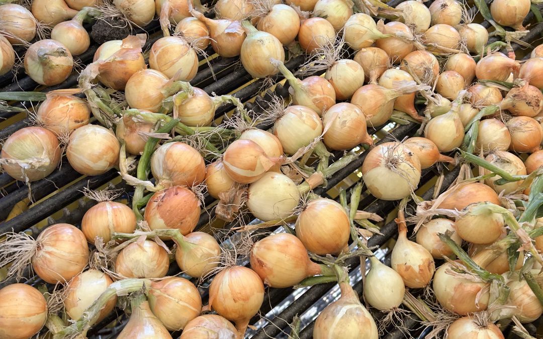 Premières récoltes d’oignons bulbilles à la Ferme des Volcans